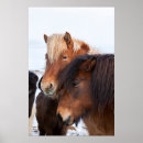 Zoek naar ijslandse paarden posters Superstock