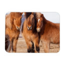 Zoek naar ijslands kaarten Equus caballus