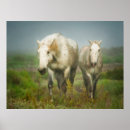 Recherche de cheval de camargue posters Ranch