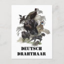 Recherche de durer cartes postales Oiseau