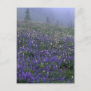 Zoek naar weide briefkaarten Niemand