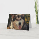 Recherche de malamute cartes postales Chien de traîneau