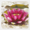 Recherche de flou autocollants Rose