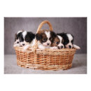 Zoek naar schattige honden posters Cool