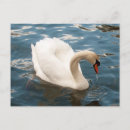 Recherche de chanson de cygne Faune