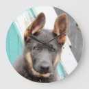 Recherche de chiot berger allemand horloges Gsd
