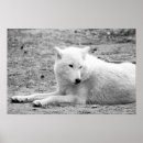 Zoek naar zwarte witte wolf posters Zwart wit
