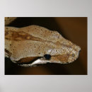 Recherche de serpent venimeux posters Reptiles