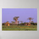 Zoek naar baobab kunst Zonsondergang