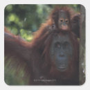 Recherche de orang outan de bébé autocollants Faune