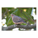 Recherche de colombe de deuil posters Oiseaux