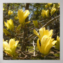 Recherche de magnolia photographie Jaune