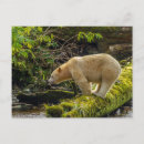 Recherche de ours noir et blanc cartes postales Faune