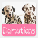 Recherche de dalmatiens autocollants Chiots