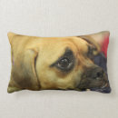 Recherche de puggle Mignon