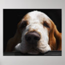 Recherche de limier posters Animal