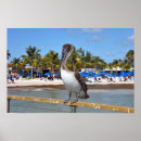 Zoek naar pelikaan posters Strand