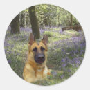 Recherche de de berger allemand autocollants Gsd