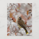 Recherche de jaseur cartes postales Oiseau