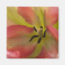 Recherche de photos de tulipe magnets Printemps