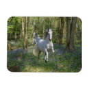Recherche de jacinthes magnets Jacinthes des bois