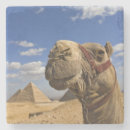 Zoek naar kamelen onderzetters Egypte