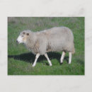 Recherche de agneau blanc cartes postales Animal