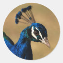 Recherche de paons autocollants Oiseaux
