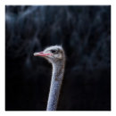 Recherche de autruches posters Mignon