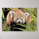 Recherche de panda rouge posters Animal