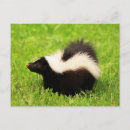 Zoek naar stinkdieren briefkaarten Natuur