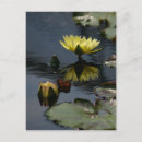 Zoek naar waterlilies briefkaarten Vijver