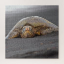 Recherche de sea turtles puzzles Hawaii