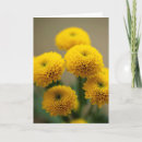 Recherche de macro de fleur vœux cartes Pétales