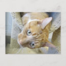 Recherche de orange et blanc cartes postales Félin