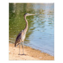 Zoek naar reiger vogel posters Vijver