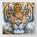 Recherche de chat tigré orange horloges Nature