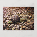 Recherche de escargots cartes postales Animal