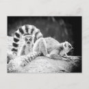 Recherche de lemur cartes postales De