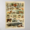 Recherche de adolphe millot posters Botanique