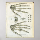 Recherche de os de la main posters Vintage