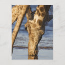Recherche de tête animale cartes postales Extérieur