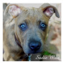 Zoek naar pit posters Hond