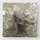 Zoek naar cricket klokken Insecten