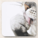 Recherche de nez dessous de verres Animaux