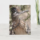 Recherche de roadrunner L'arizona