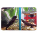 Zoek naar salamander magneten Newt