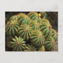 Recherche de cactus de baril Photographie
