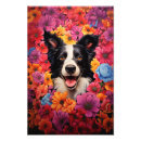 Recherche de chien de colley posters Dog
