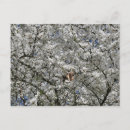 Recherche de arbre fleurissant cartes postales Plante